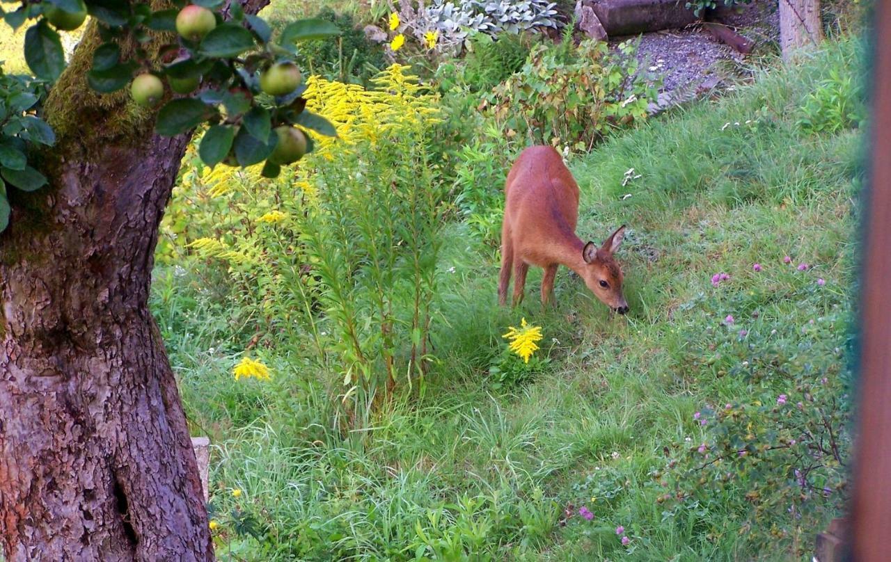 Ein Platz Fuer Ruhe Und Naturgenuss Sebnitz Dış mekan fotoğraf